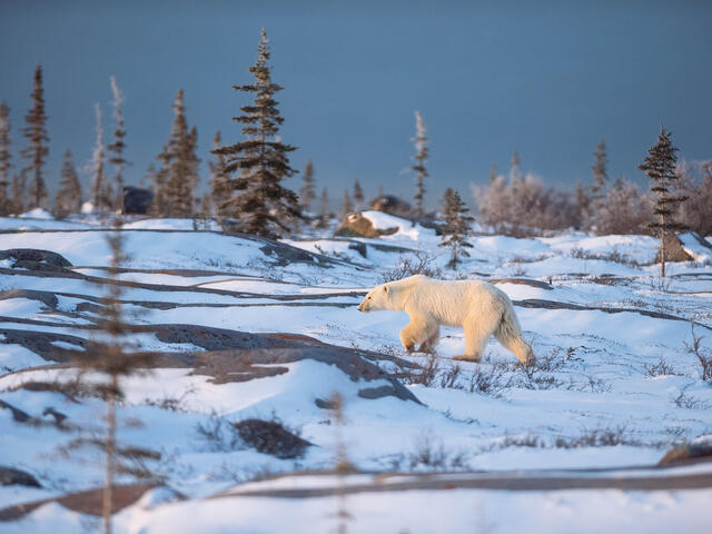 Polar Bear (Ursus maritimus) walking in Churchill, Canada.