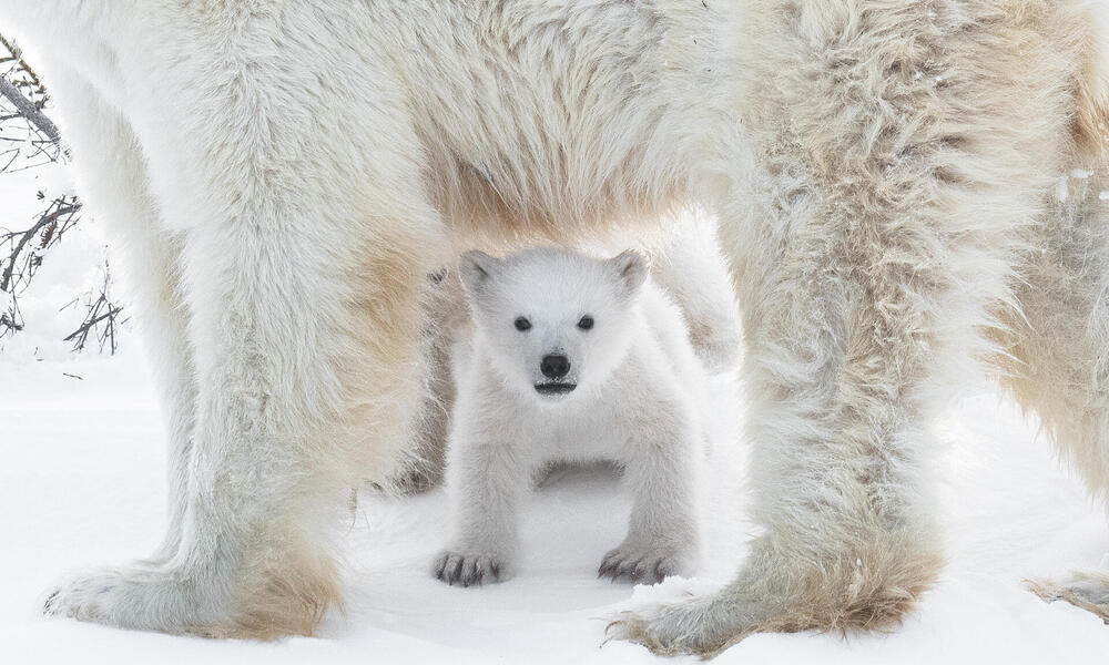 Polar bear (Ursus maritimus) in the Wapusk National Park, Churchill, Canada