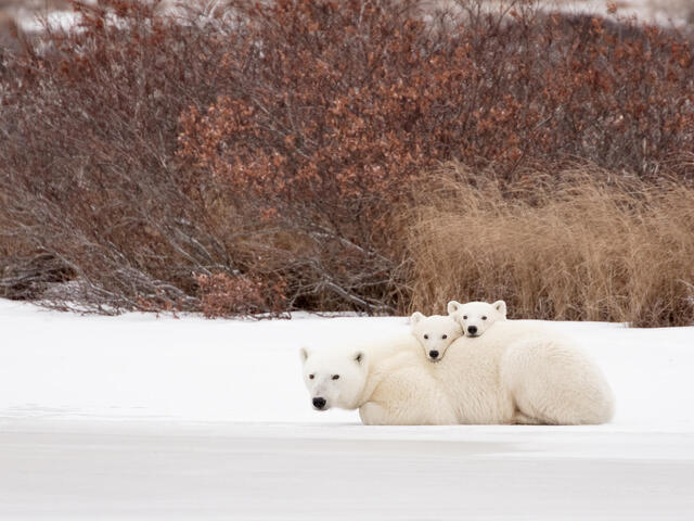 Polar bear with cubs in Churchill
