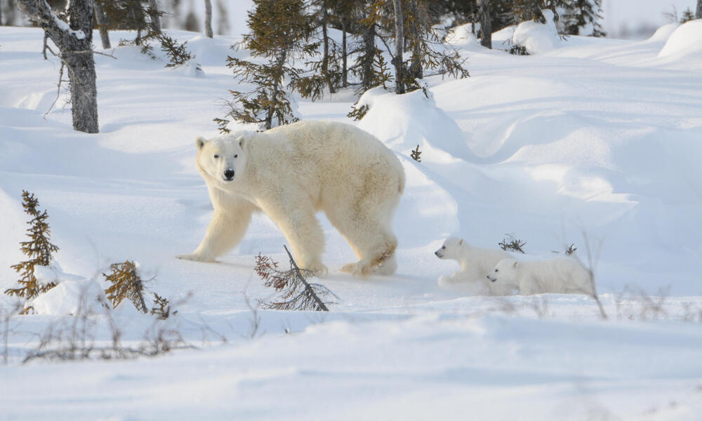 Cubs chasing mother polar bear