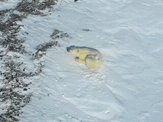 A polar bear cub rests on her mother on a snowy landscape in Russia