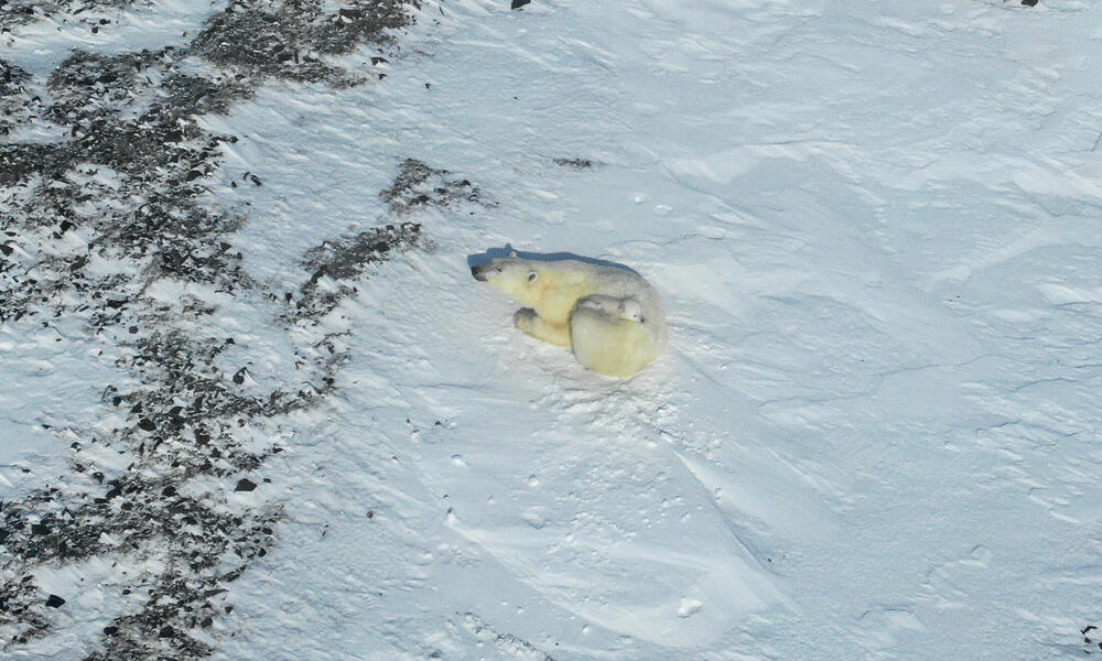 A polar bear cub rests on her mother on a snowy landscape in Russia