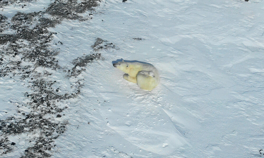 Polar Bear Dens Are Hard for Humans to See, but Drone-Mounted Radar Can Help