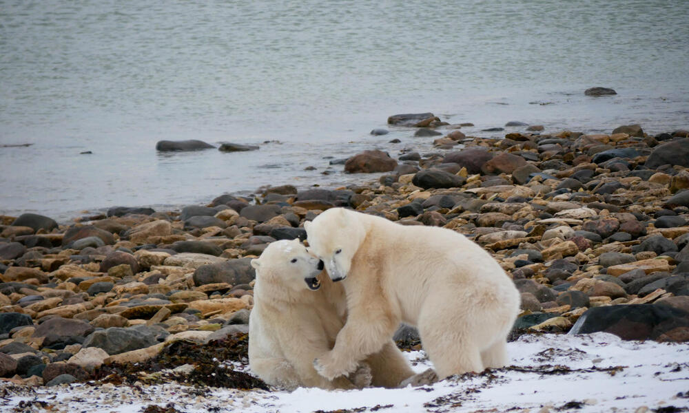 Two polar bears wrestling on rocky terrain