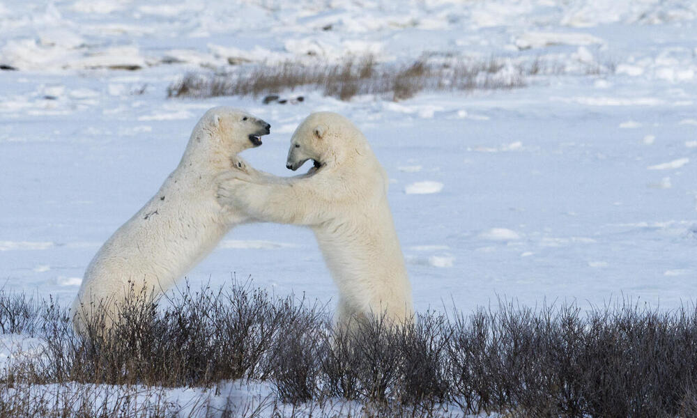 Two male polar bears sparring, Churchill, Canada