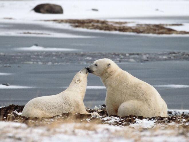 Polar bear adult with young in Hudson Bay, Canada