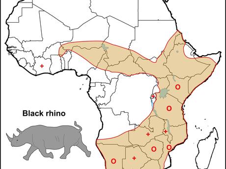 Population distribution of the Black Rhino