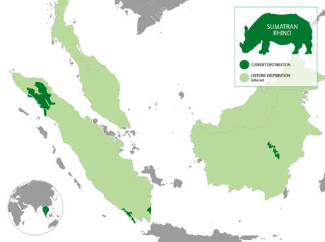 Population distribution of the Sumatran Rhino