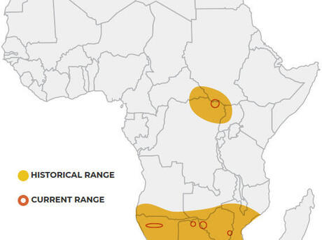 30 Massive White Rhinos Moved From South Africa To Rwanda - Curious?