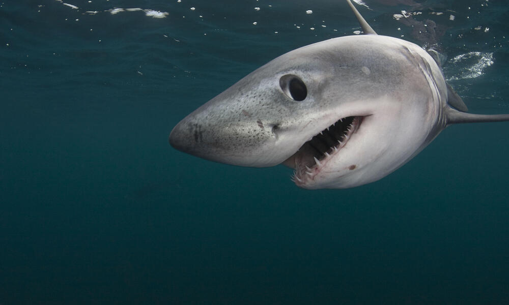 porbeagle shark