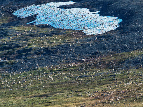 Aerial view of an expansive caribou herd in the arctic