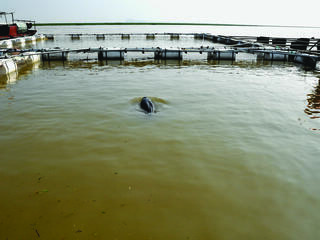 Dolphin in an enclosure by the lake, waiting to be translocated