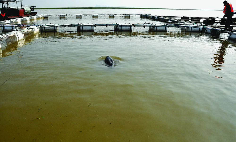 Dolphin in an enclosure by the lake, waiting to be translocated