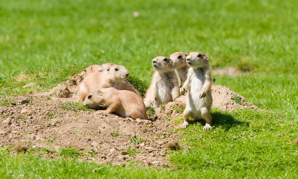 what are prairie dog babies called