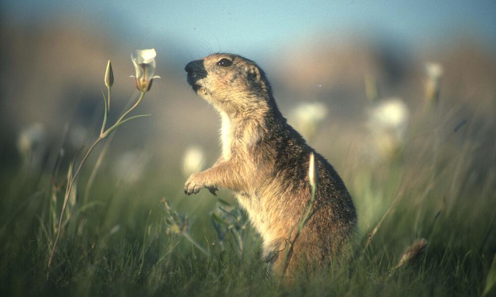 prairie dog in field