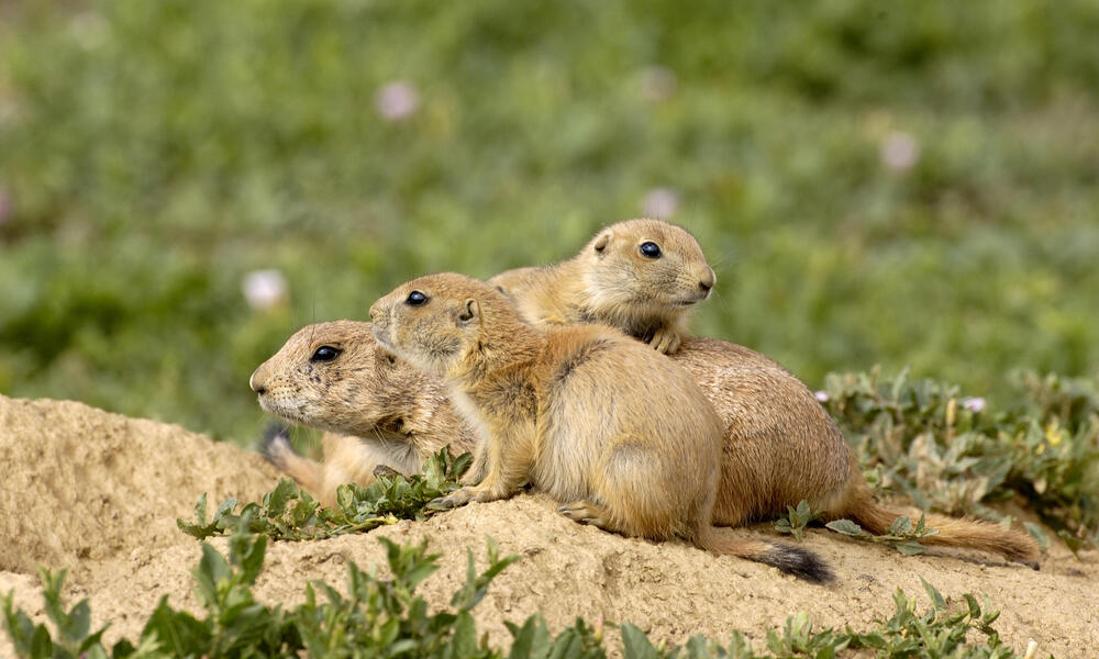 black footed ferret eating prairie dog