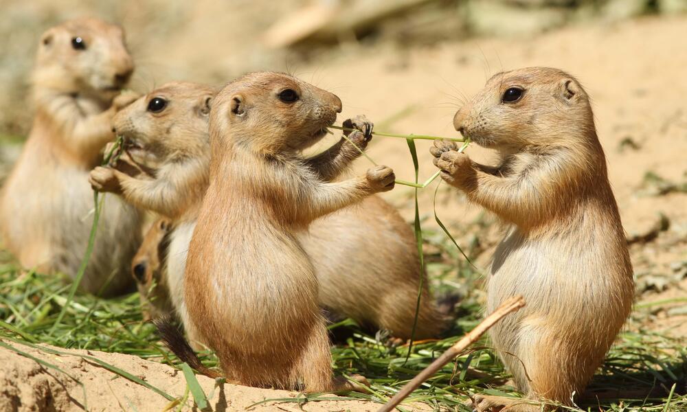 do prairie dogs come out in the rain