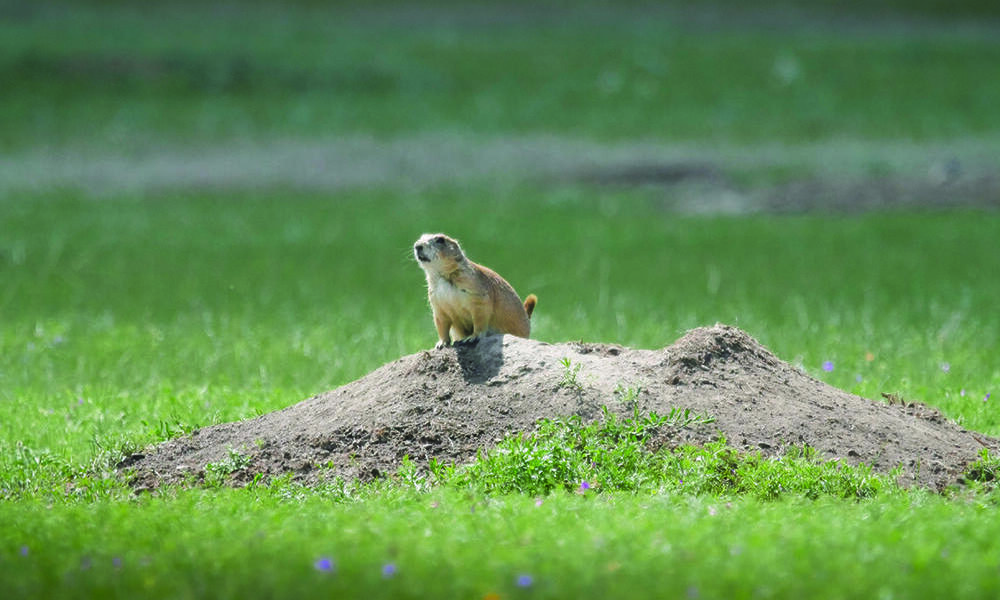 where do prairie dogs live