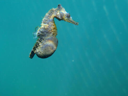A pregnant seahorse with a bulging belly swims underwater