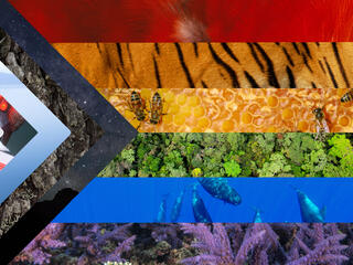 Progressive Pride flag compromised of various species and landscapes