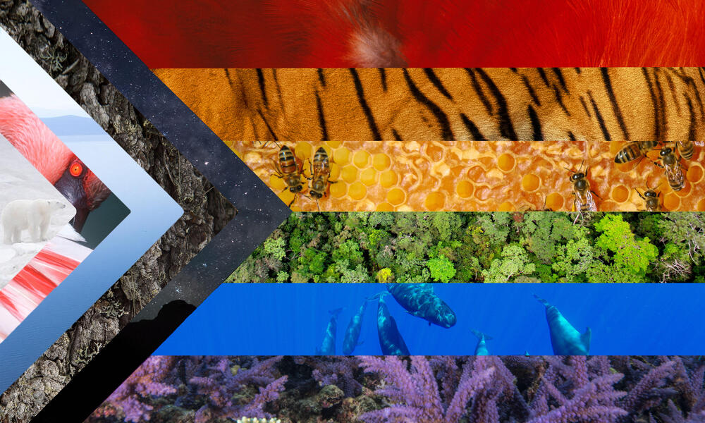 Progressive Pride flag compromised of various species and landscapes