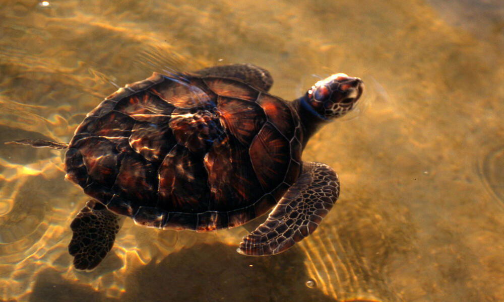 Loggerhead turtle in Mozambique