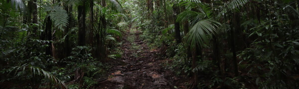 Pristine jungle, Atlantic Forest, Brazil