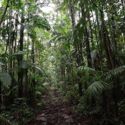 Misty forest floor in the Atlantic Forest