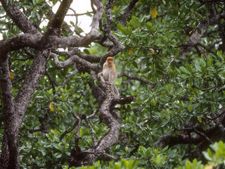 A proboscis monkey sits in a mangrove tree