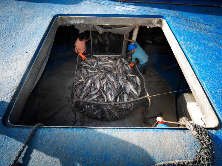 Fishers prepare a net full of tuna for processing