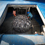 Fishers prepare a net full of tuna for processing