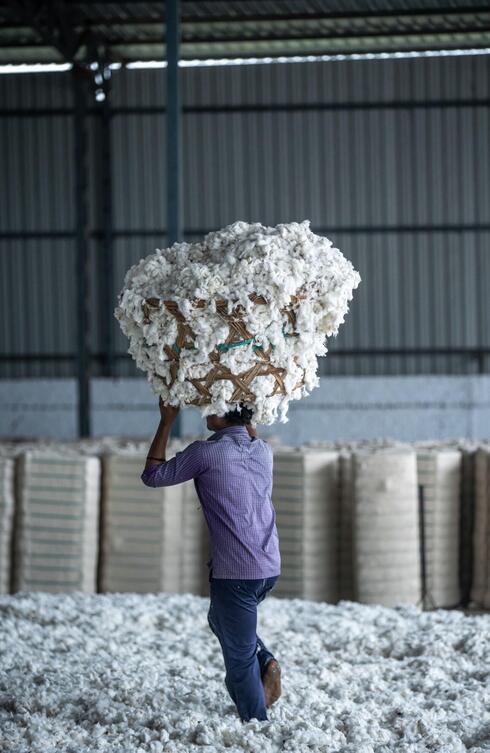 Organic cotton has been collected and is being processed and packed for shipping