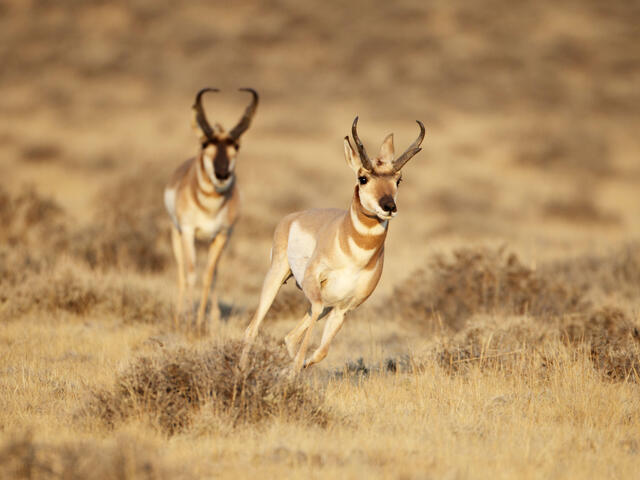 Pronghorn antelope running through the grass