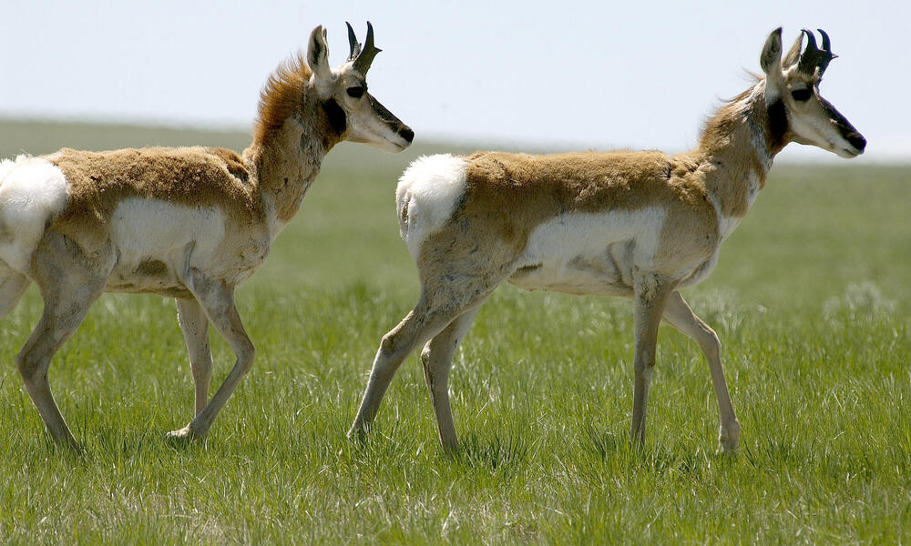 Animals of the Northern Great Plains | Stories | WWF