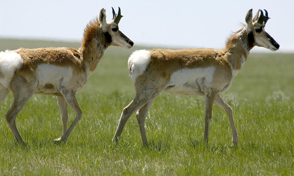 Pronghorn