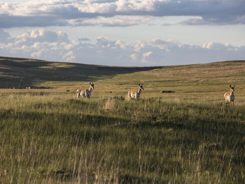 Three pronghorn stand in hilly grassland as the sun sets in Nebraska.