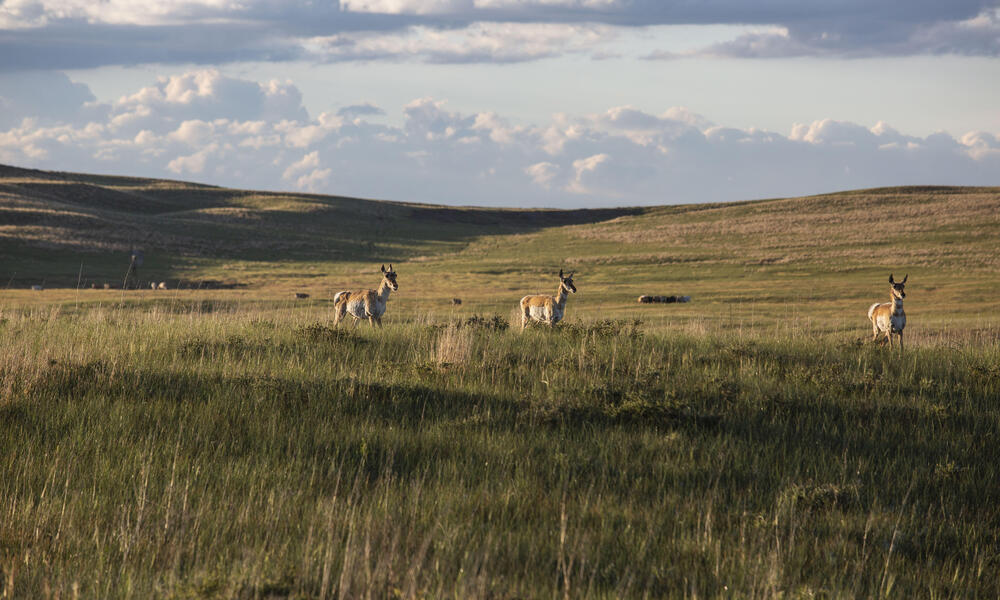 Three pronghorn stand in hilly grassland as the sun sets in Nebraska.