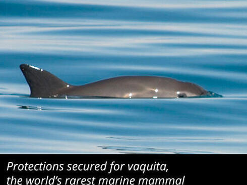 Protections secured for the vaquita