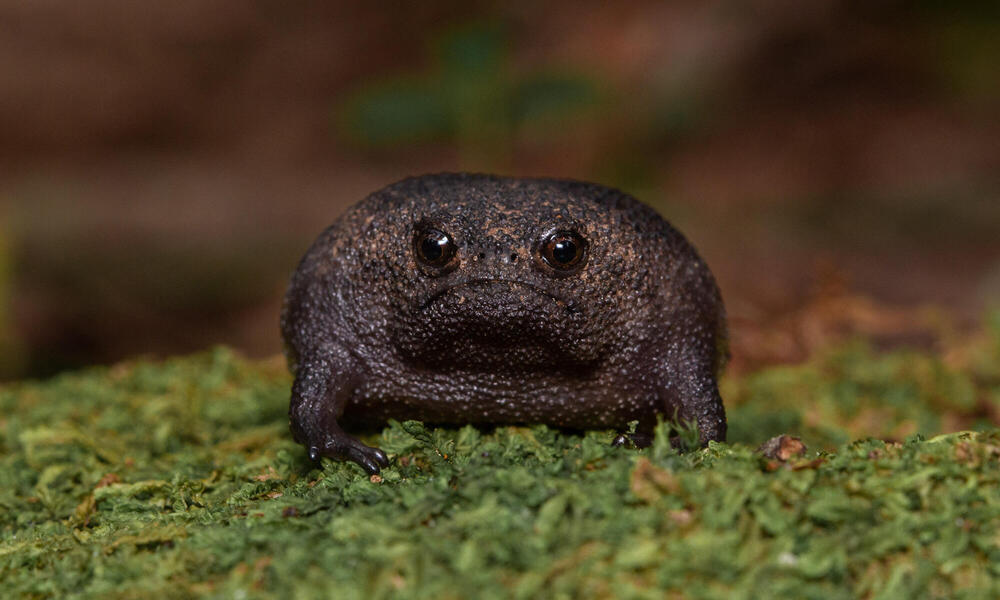 Meet the black rain frog, a grumpy-looking amphibian, Magazine Articles