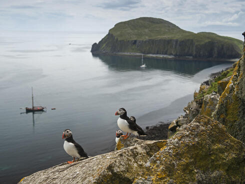 Puffins in the Shiant Isles, Scotland