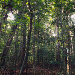 Global Forest and Trade 