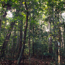Global Forest and Trade 