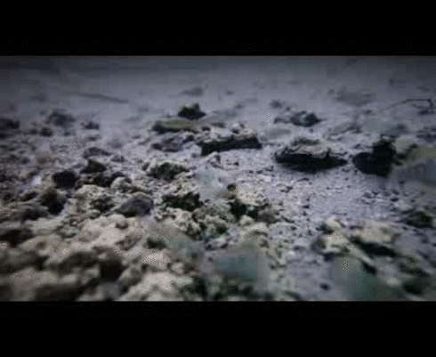 looping pupfish