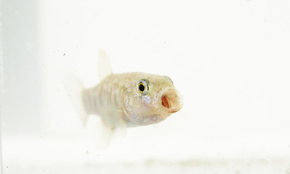 pupfish