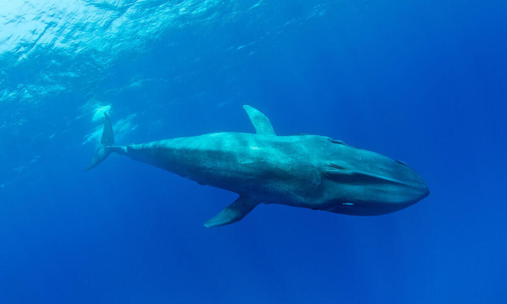 A pygmy blue whale swims in a bright blue ocean