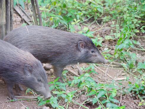 Two brown pygmy hogs walking next to each other on leafy ground