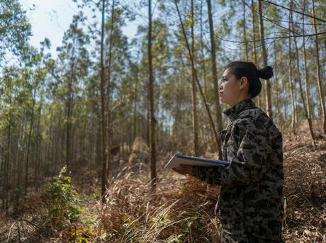 Employee from Qinlian Forestry in the forest