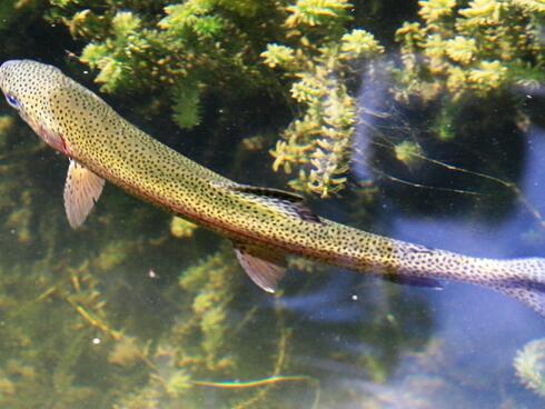 A long green fish with black spots swims near water plants