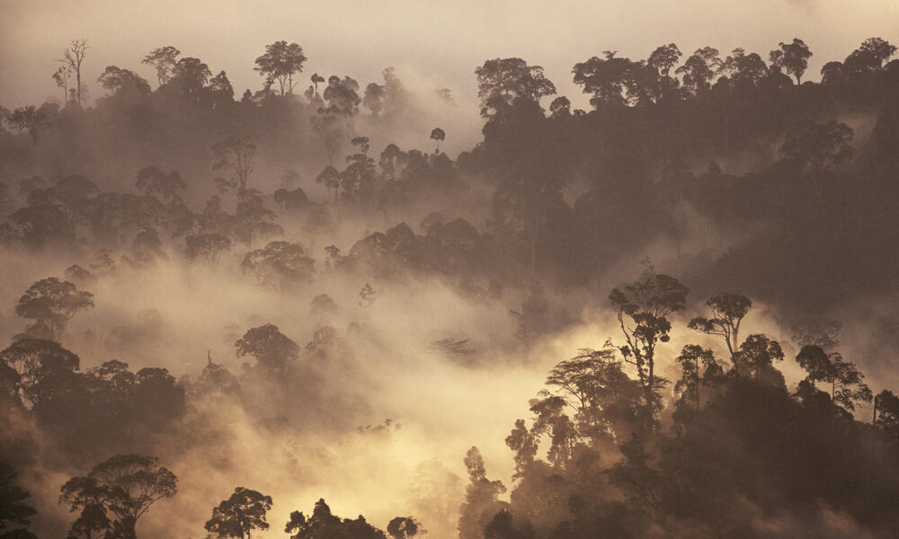 Sunrise Over Rainforest, Borneo