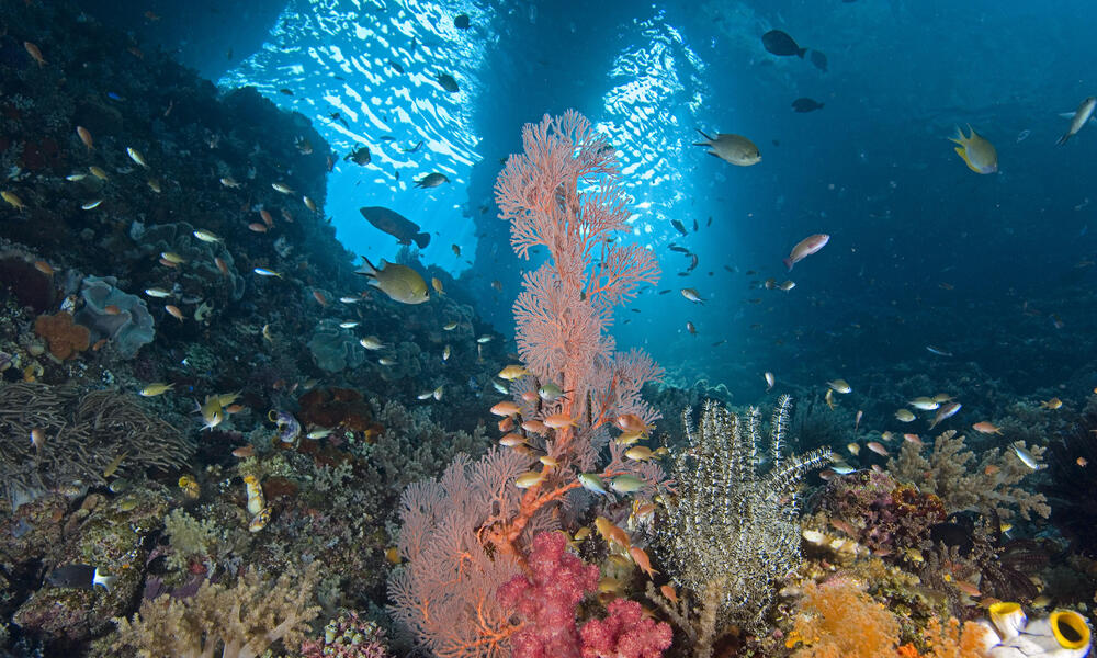 Raja Ampat Archipelago